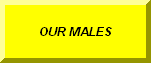 CLICK TO GO BACK TO OUR MALES